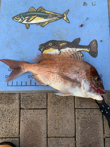 マダイの釣果