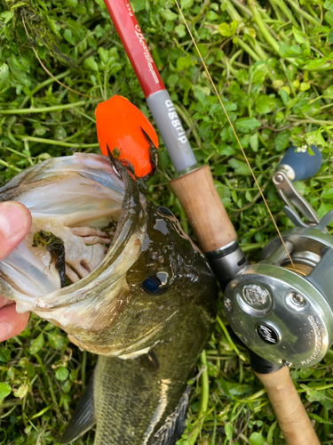 ブラックバスの釣果