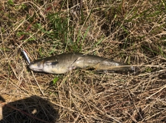 ナマズの釣果