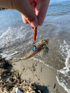 メゴチの釣果