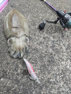 コウイカの釣果