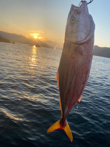 ハマチの釣果