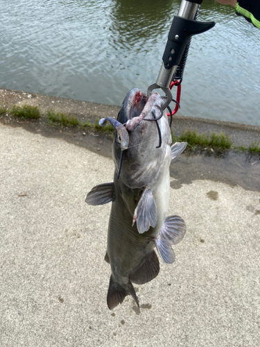 アメリカナマズの釣果