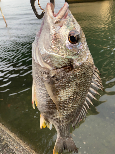 キビレの釣果