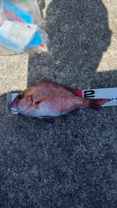 マダイの釣果