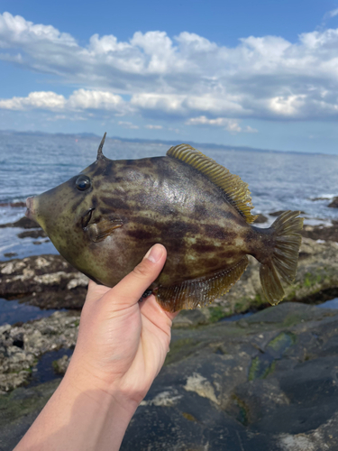 カワハギの釣果