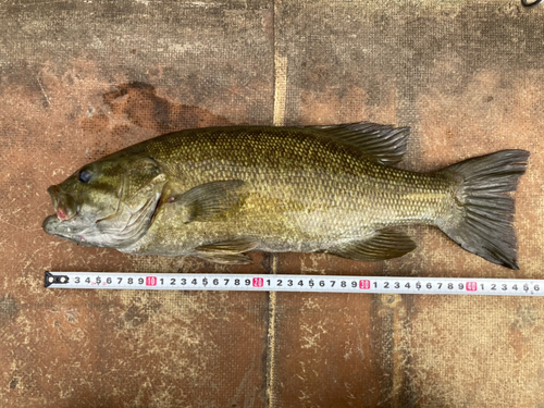 スモールマウスバスの釣果