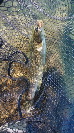 アメマスの釣果