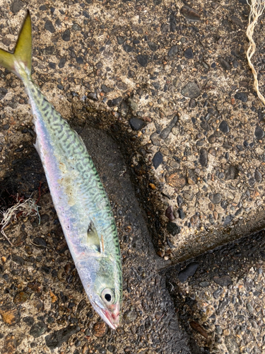 サバの釣果