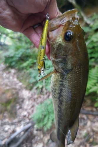 ラージマウスバスの釣果