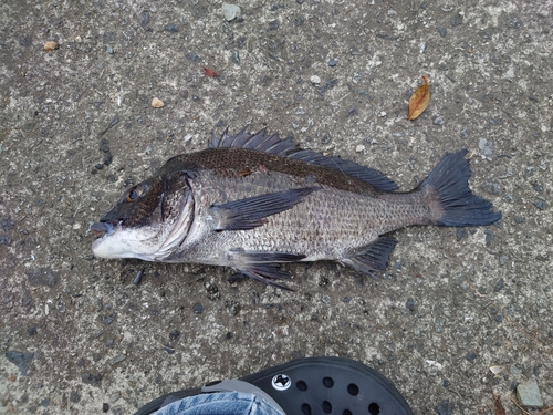 チヌの釣果