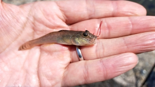 ハゼの釣果