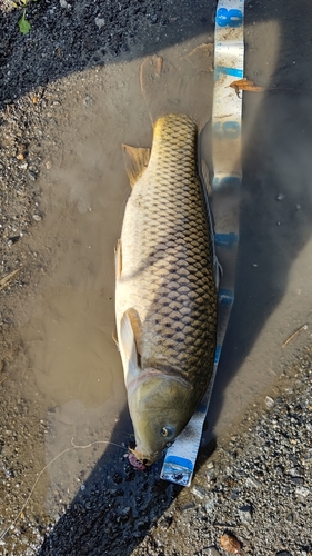 コイの釣果