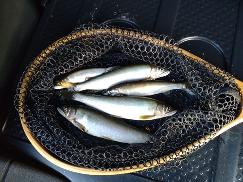 アユの釣果