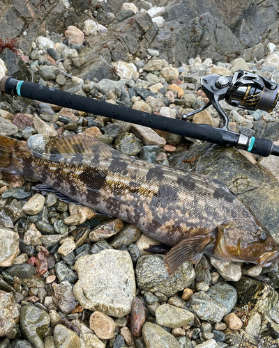 アイナメの釣果