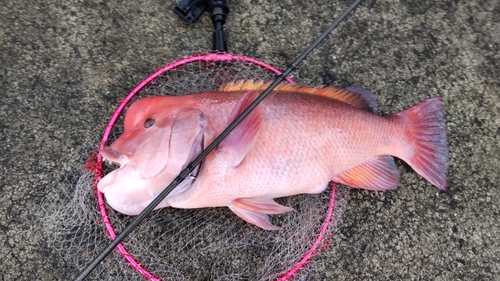 コブダイの釣果