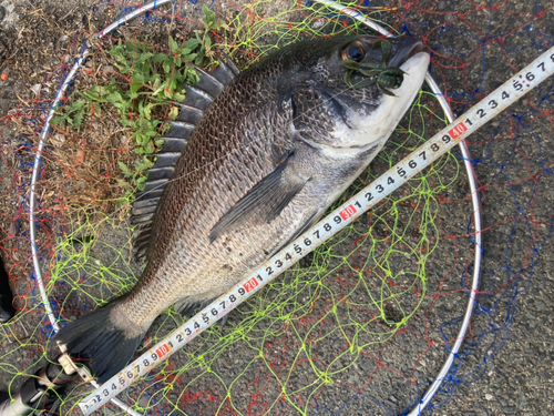 チヌの釣果