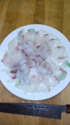 グレの釣果