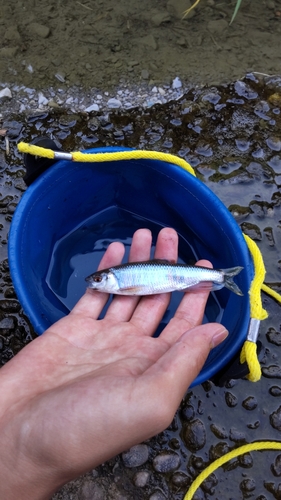 オイカワの釣果