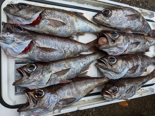 クロムツの釣果