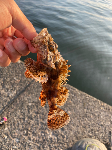 オニカサゴの釣果