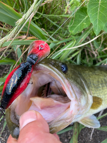 ラージマウスバスの釣果