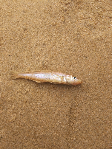 キスの釣果