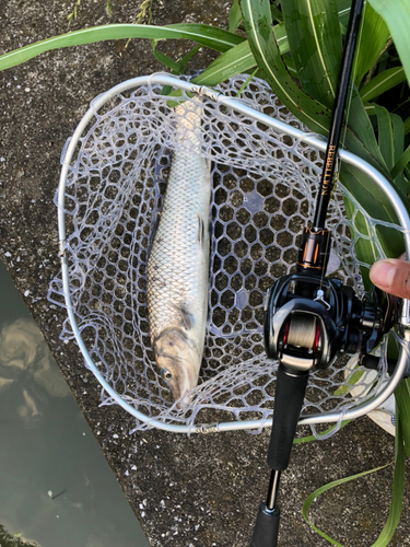 ニゴイの釣果