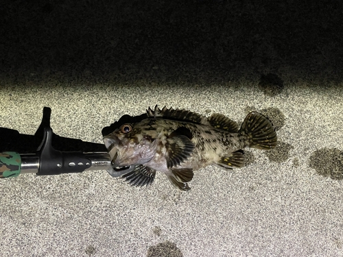 オウゴンムラソイの釣果