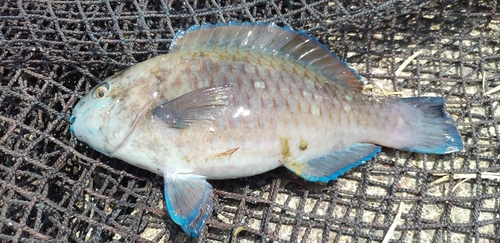 アオブダイの釣果