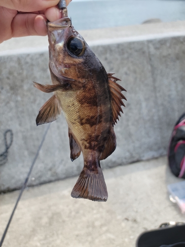 メバルの釣果