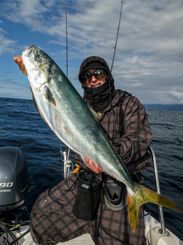 ブリの釣果