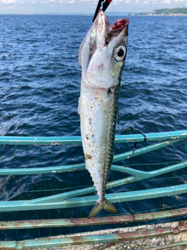 サバの釣果