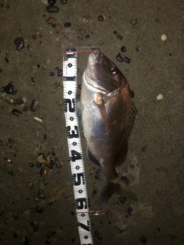 マダイの釣果