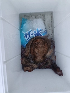 タコの釣果