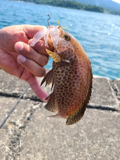 オオモンハタの釣果