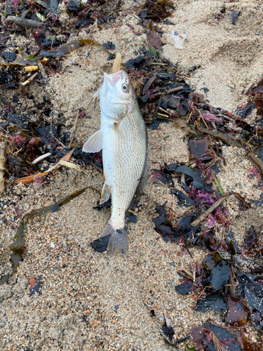 イシモチの釣果