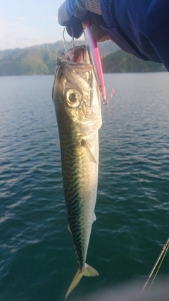 サバの釣果