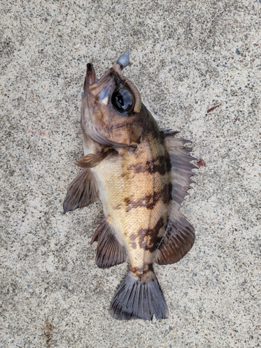 メバルの釣果