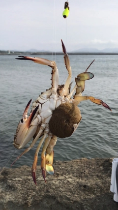 ワタリガニの釣果