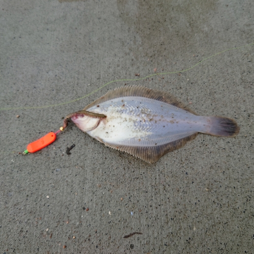 カレイの釣果