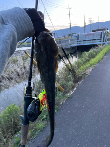 ナマズの釣果