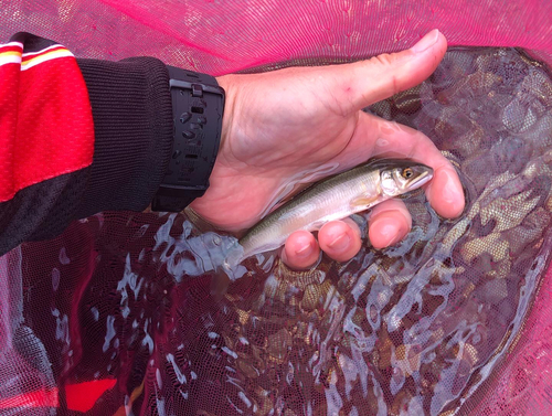 アユの釣果