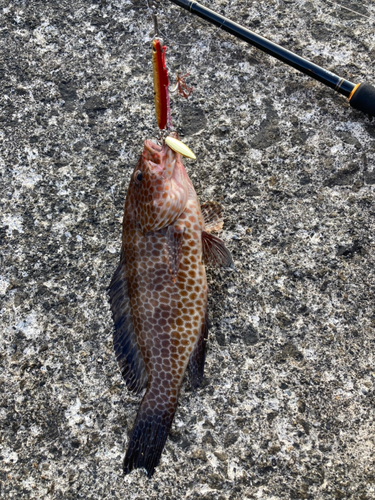 オオモンハタの釣果