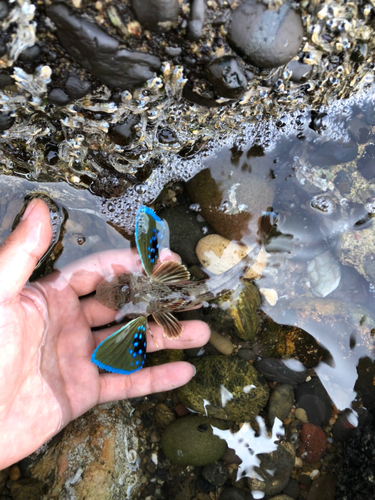 ホウボウの釣果