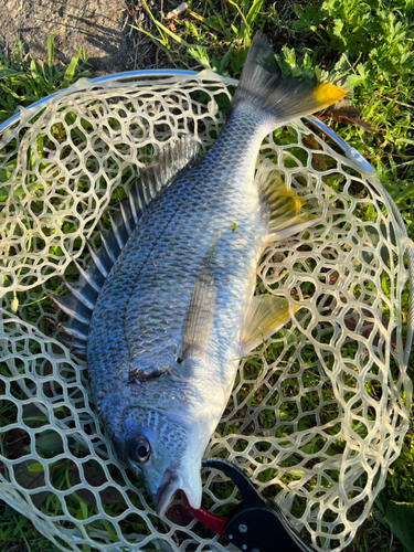 キビレの釣果