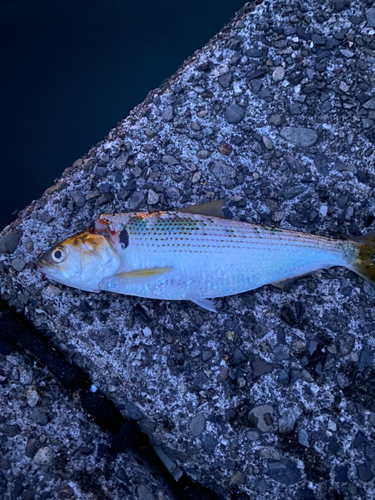 コノシロの釣果