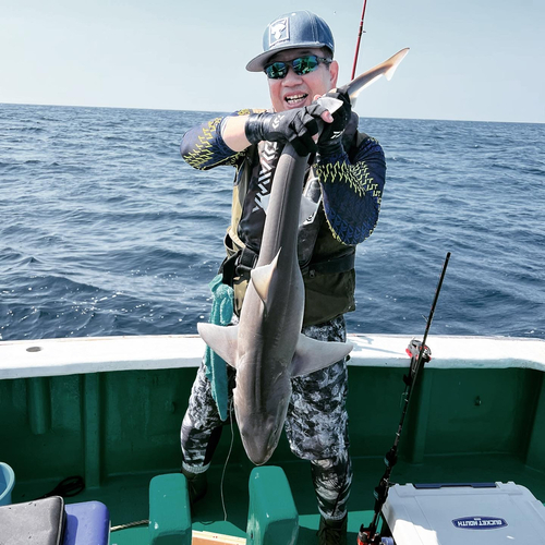 アオザメの釣果