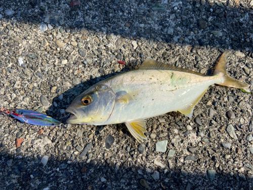 ネイリの釣果