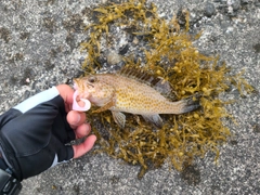 オオモンハタの釣果